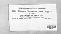 Uromyces glycyrrhizae image